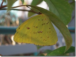 DSCN4974