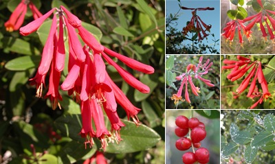 View Coral Honeysuckle