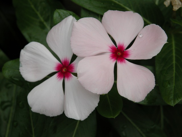 [Vinca 2[4].jpg]