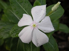 DSCN0956