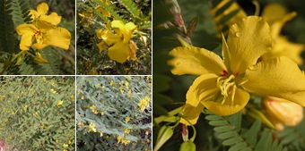 View Partridge Pea