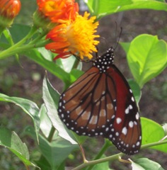 Soldier butterfly