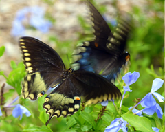 Photo by Jill Staake