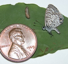 Cassius Blue chrysalis, butterfly and a penny shown for scale