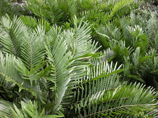 [Coontie 2[3].jpg]