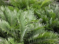Coontie 2