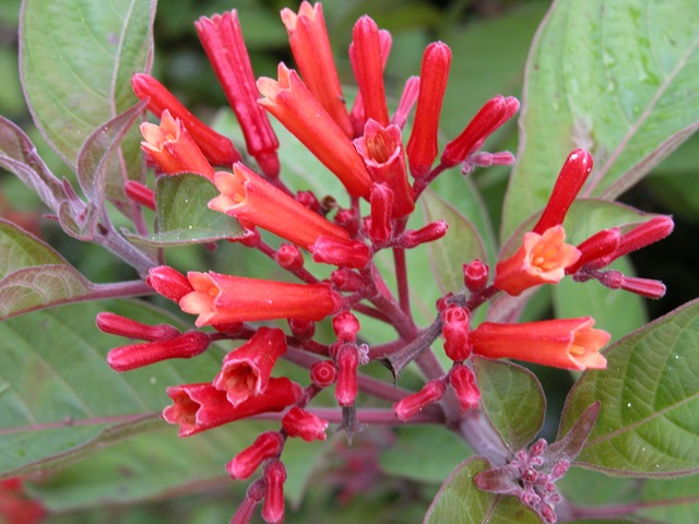 [Firebush flowers[2].jpg]