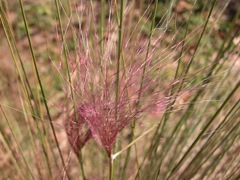 DSCN0066