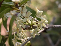 DSCN0145