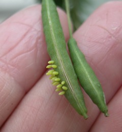 Tiny Great Southern White eggs on a Cleome seed pod