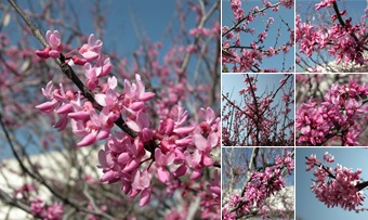 View Redbud 2011