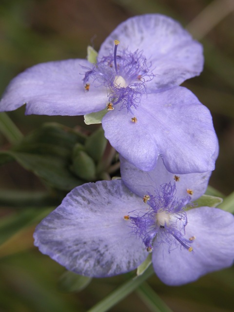 [Spiderwort[3].jpg]