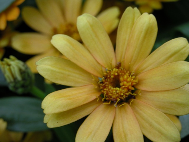 [Zinnia 3[2].jpg]