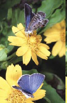 A male (below) and female (above) Miami Blue pause briefly for flower nectar. Photo by Jaret C. Daniels. A male (below) and female (above) Miami Blue pause briefly for flower nectar. Photo by Jaret C. Daniels.