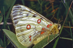 Mountain Apollo (Parnassius apollo) 