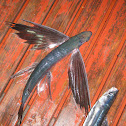 flying fish
