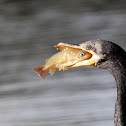 Neotropic Cormorant