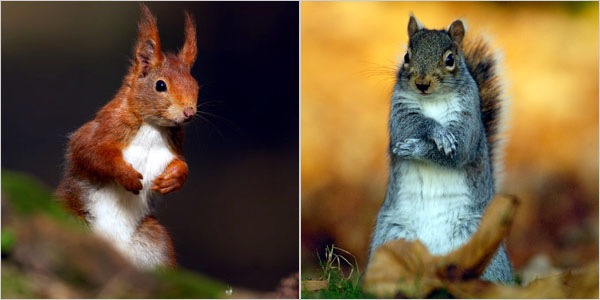 [redsquirrel[4].jpg]