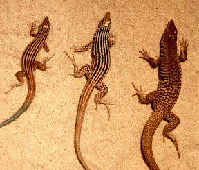 Cnemidophorus-Three Species --- Photograph by Alistair J Cullum---Shows three species of the lizard genus Cnemidophorus commonly known as whiptails--The asexual all-female whiptail species Cnemidophorus neomexicanus which reproduces via parthenogenesis is shown flanked by two sexual species having males which hybridized naturally to form the  neomexicanus species---caption courtesy of Wikipaedia