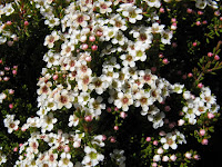 IMG_3074 Baeckea gunniana.JPG Photo