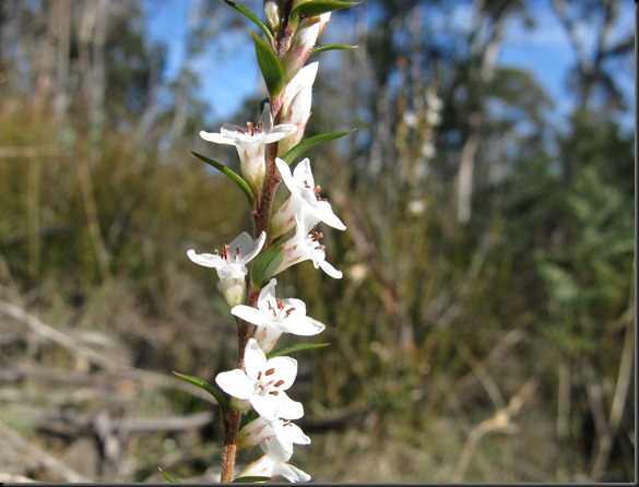 IMG_3820 Epacris