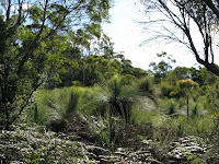 Grasstrees Photo