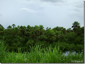 110213 Weg ins Pantanal (11)
