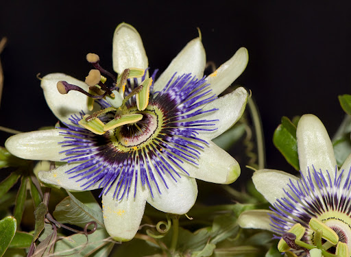 flora autoctona del uruguay