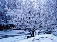 Snow Trees