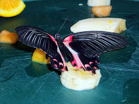 Scarlet Mormon Butterfly