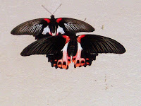 Scarlet Mormon's - Just Chillin