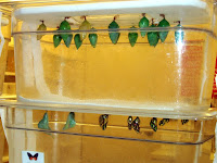 Making Butterflies