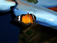 Leopard Lacewing