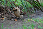 DSC_0082 1.JPG