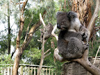 I want to squish you, mr. koala, but I will resist. Ballarat Wildlife Park.