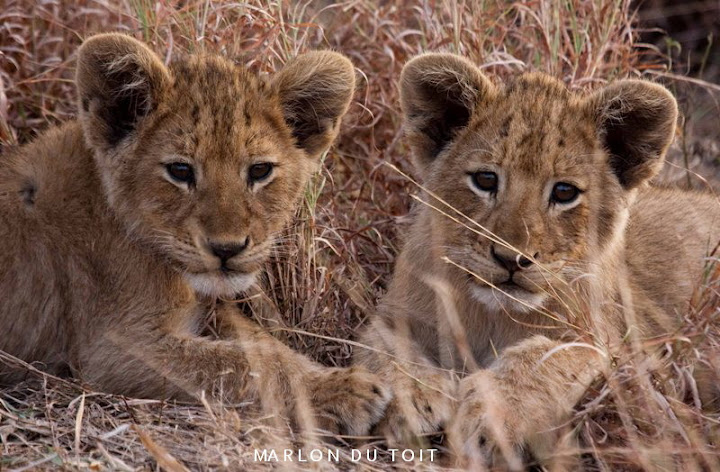 Lion cubs in Singita Kruger National Park. Lion cubs in Singita Kruger National Park.