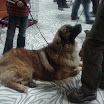 leonberger.jpg