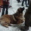 leonberger.jpg