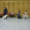 barn-hund-4.jpg