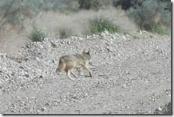 coyote 01