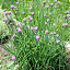 Chives