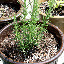 heidi33's Container Herb garden