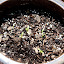 Cilantro