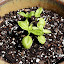 Basil