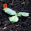 Zucchini