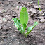 Horseradish