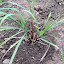Lemongrass