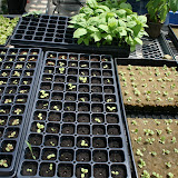 All of the produce in the greenhouse is grown using hydroponic and aquaponic farming methods, allowing high density, and high yielding plants to grow in a small space. This is an ideal method in general, and especially for use in urban areas.