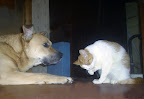 Борик. И кошки