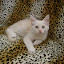  &ndash; Benji 10 weken